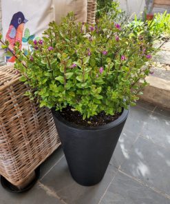 Polygala en macetero