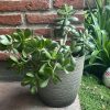 Jade en macetero plástico
