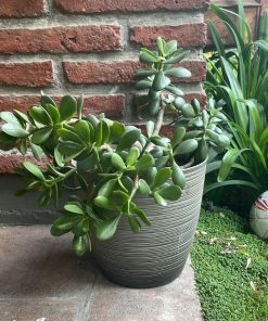 Jade en macetero plástico