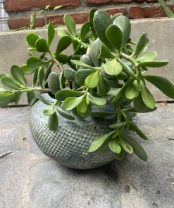 Jade en macetero cerámica