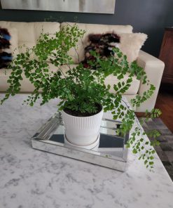 Helecho Culantrillo en macetero