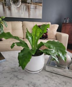 Helecho nido de ave en macetero