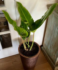 Philodendro Longifolio