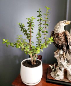 Jade enano en macetero cerámica