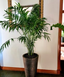 Chamaedorea Elegans en macetero Tubular dorado