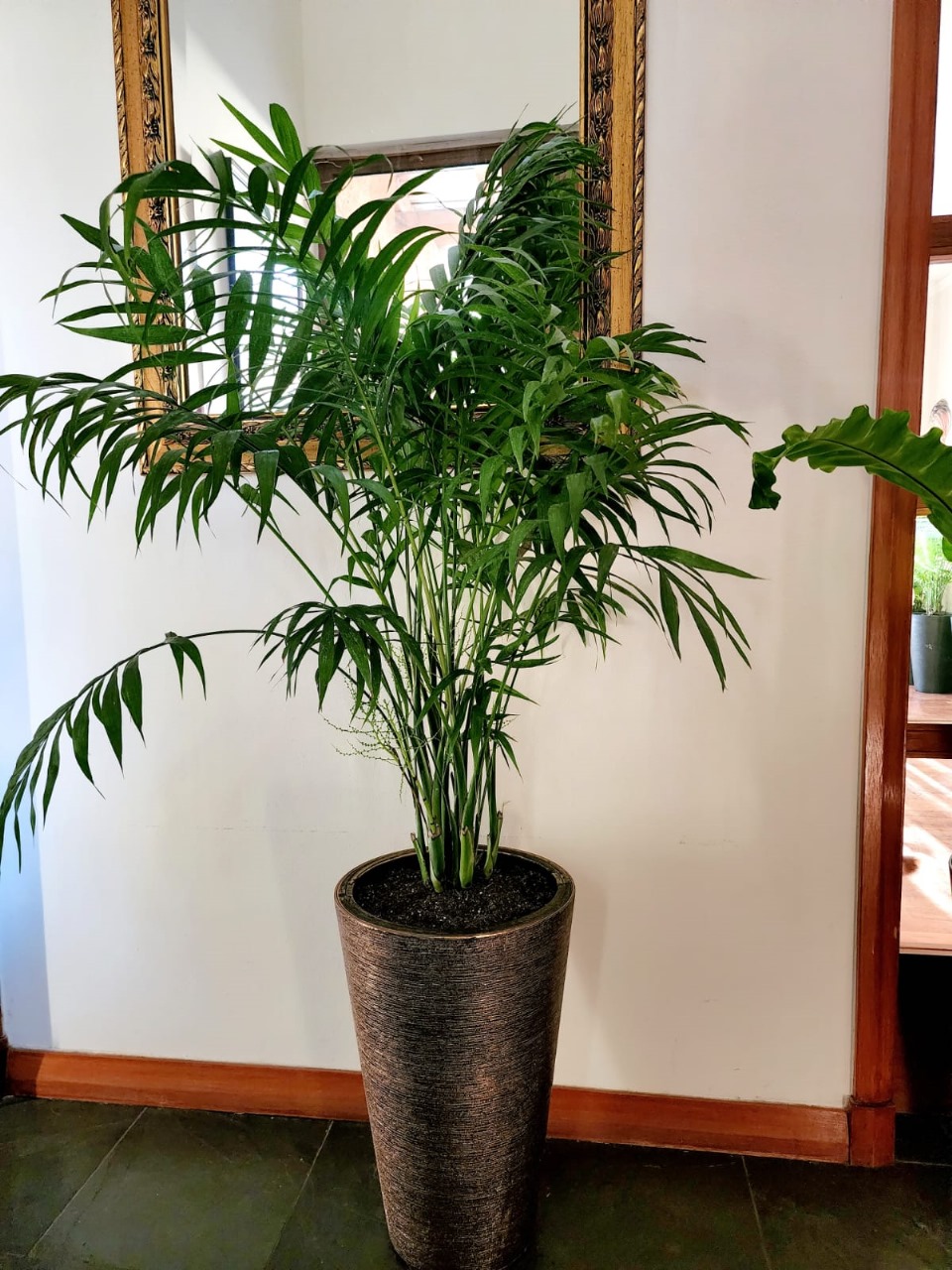 Chamaedorea Elegans en macetero Tubular dorado