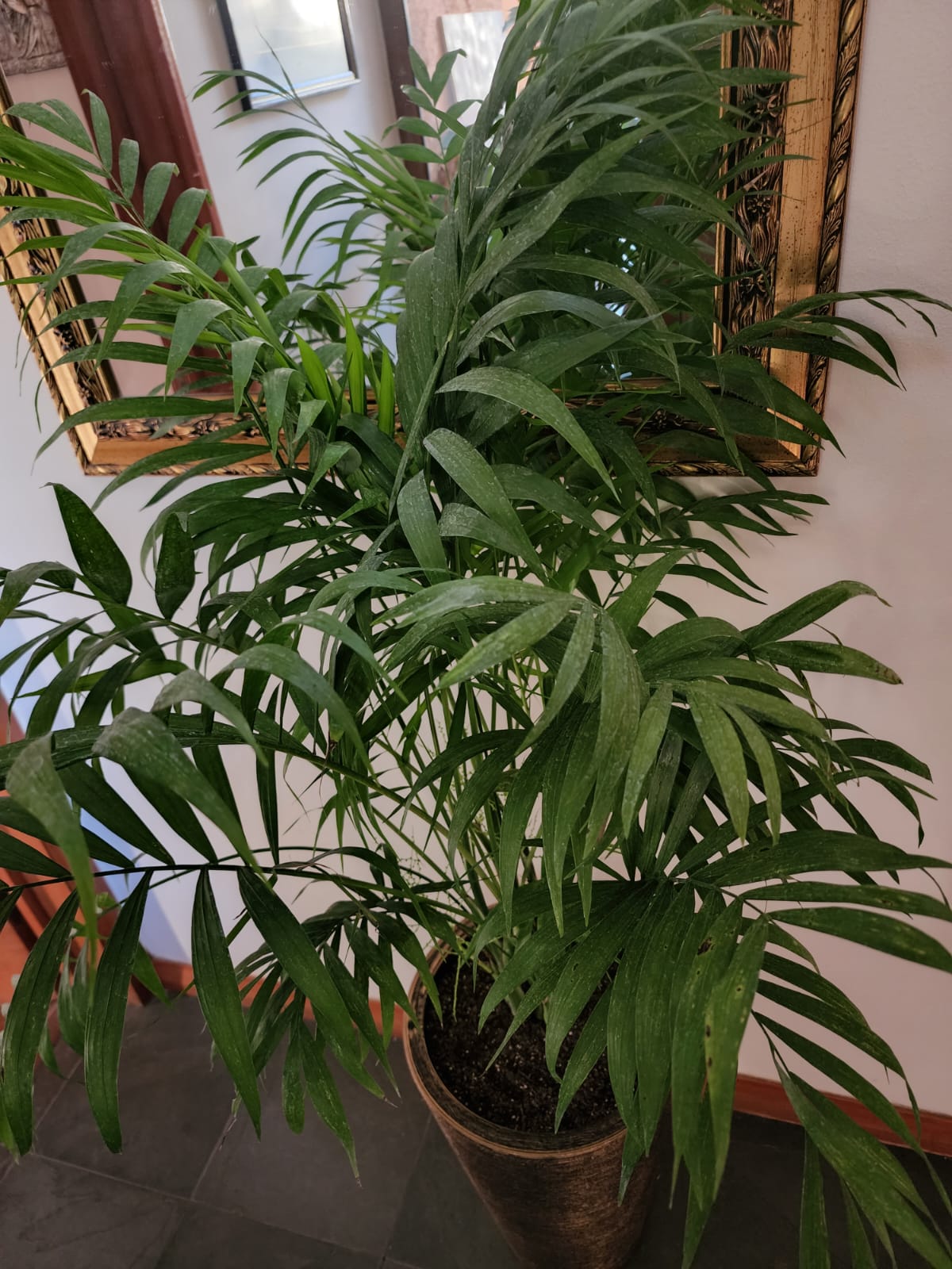 Chamaedorea Elegans en macetero Tubular dorado - Imagen 2