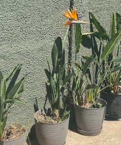 Aves del paraíso o flor del pájaro en macetero