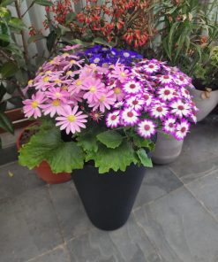 Set Cinerarias en macetero