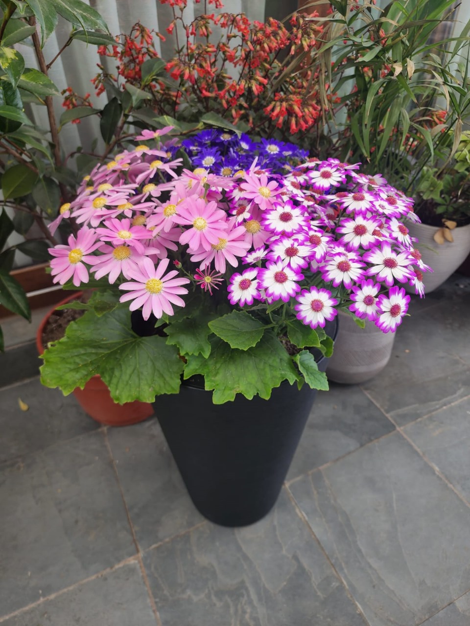 Set Cinerarias en macetero