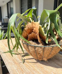 Planta cuerno de Alce en macetero de coco