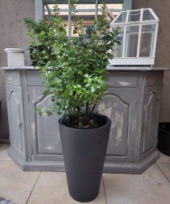 Rhus para terraza en macetero