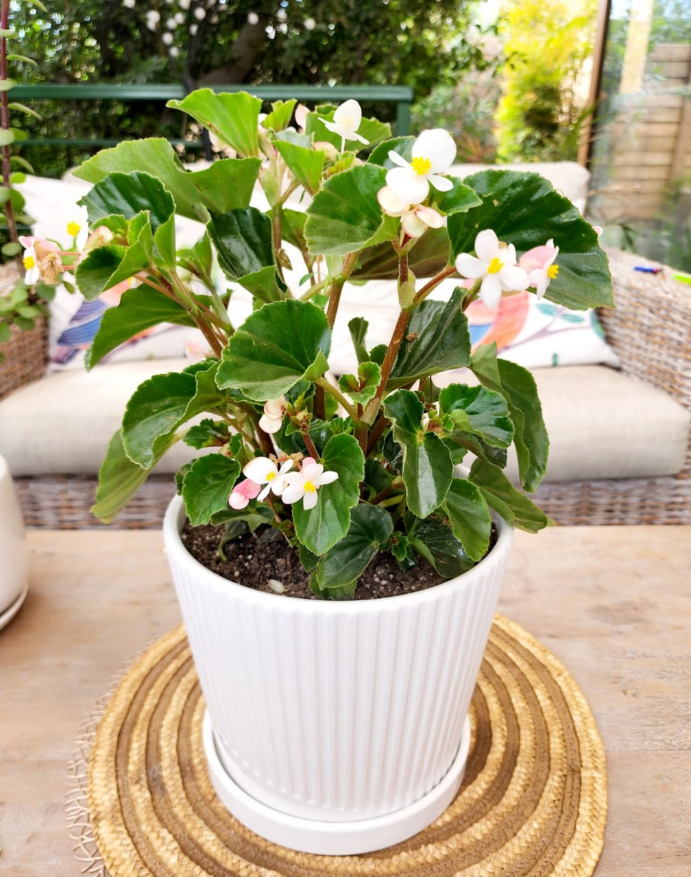 Planta Porcelana en macetero cerámica - Imagen 2