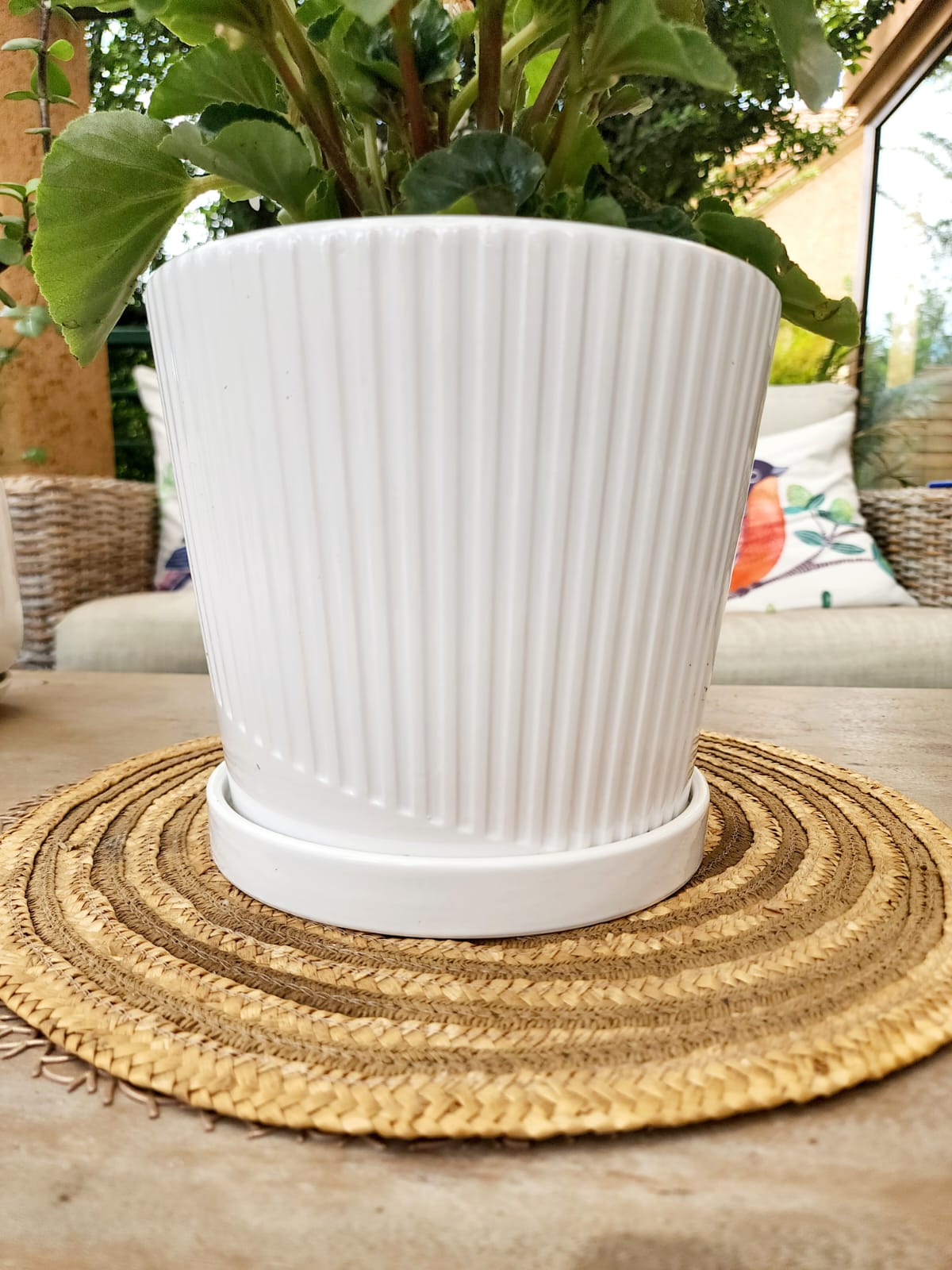 Planta Porcelana en macetero cerámica - Imagen 3