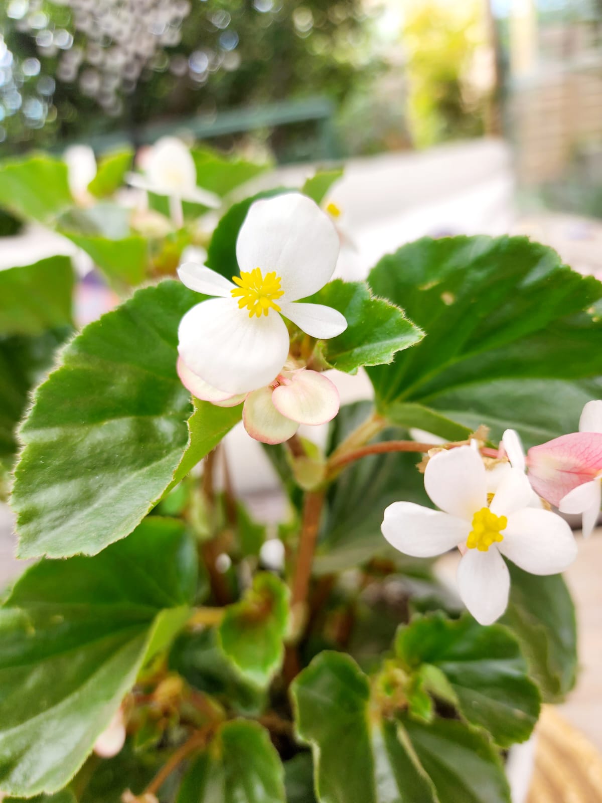 Planta Porcelana en macetero cerámica - Imagen 4