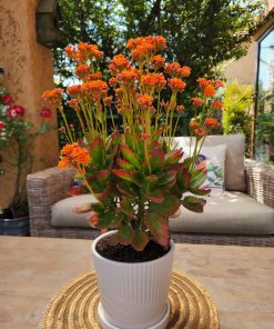 Kalanchoe en macetero cerámica con plato incorporado