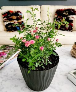 Rosa besitos en macetero