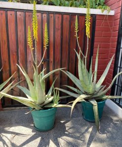Plantas Aloe Vera en macetero