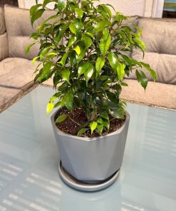Ficus enano en macetero