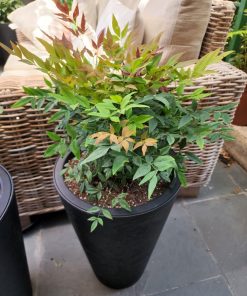 Nandina enana en macetero Tubular