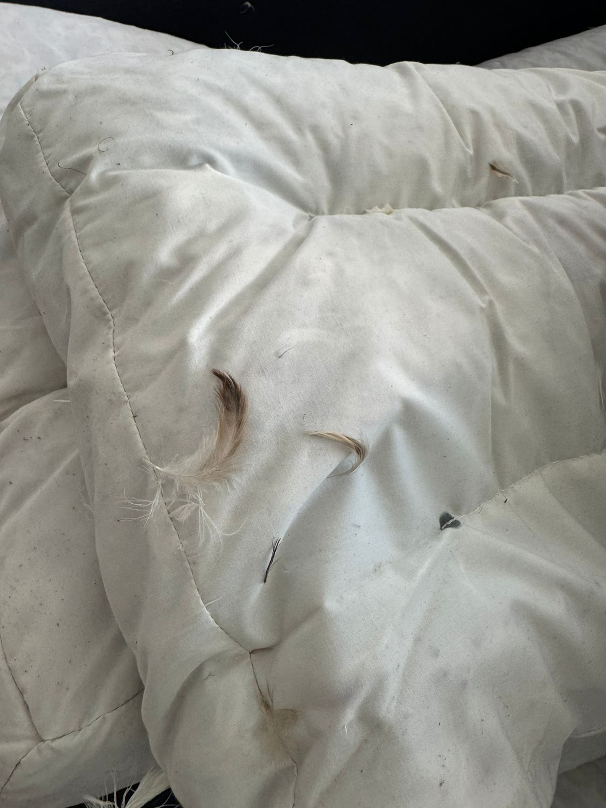 Sofá 3 cuerpos Rosen grafito - Imagen 4