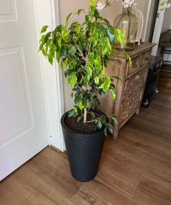 Ficus Anastasia en macetero