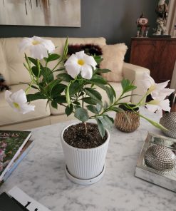 Diplademia en macetero