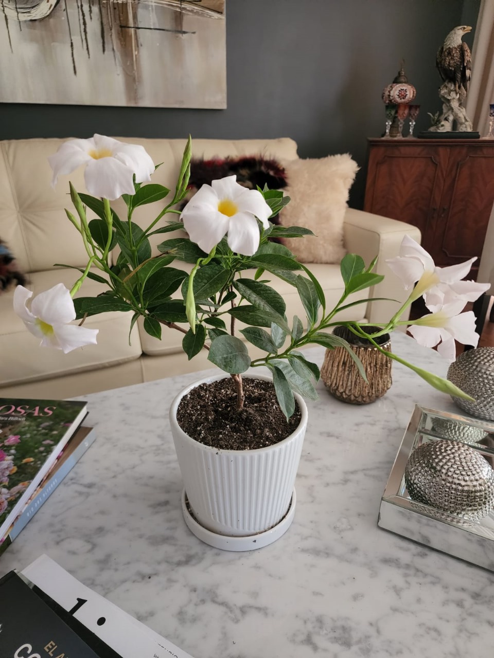 Diplademia en macetero