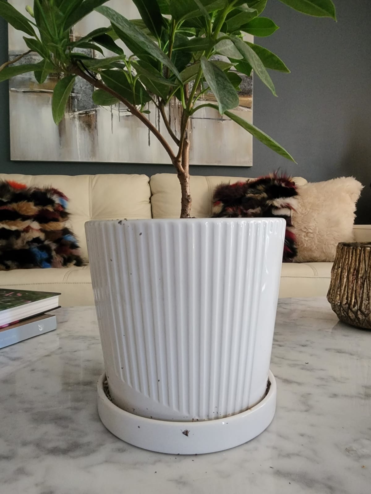 Diplademia en macetero - Imagen 2