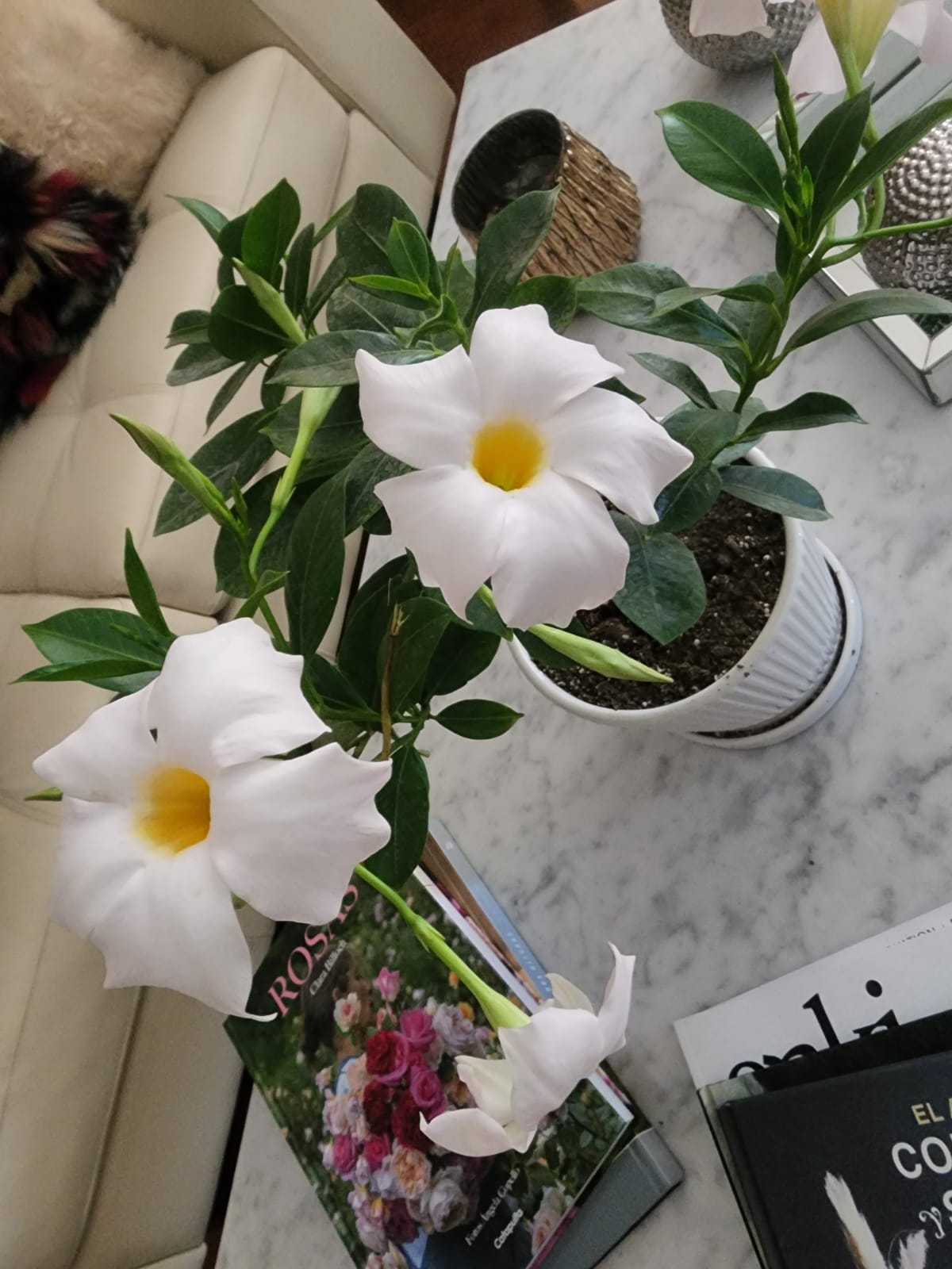 Diplademia en macetero - Imagen 3