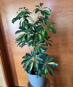 Schefflera en macetero beige con plato