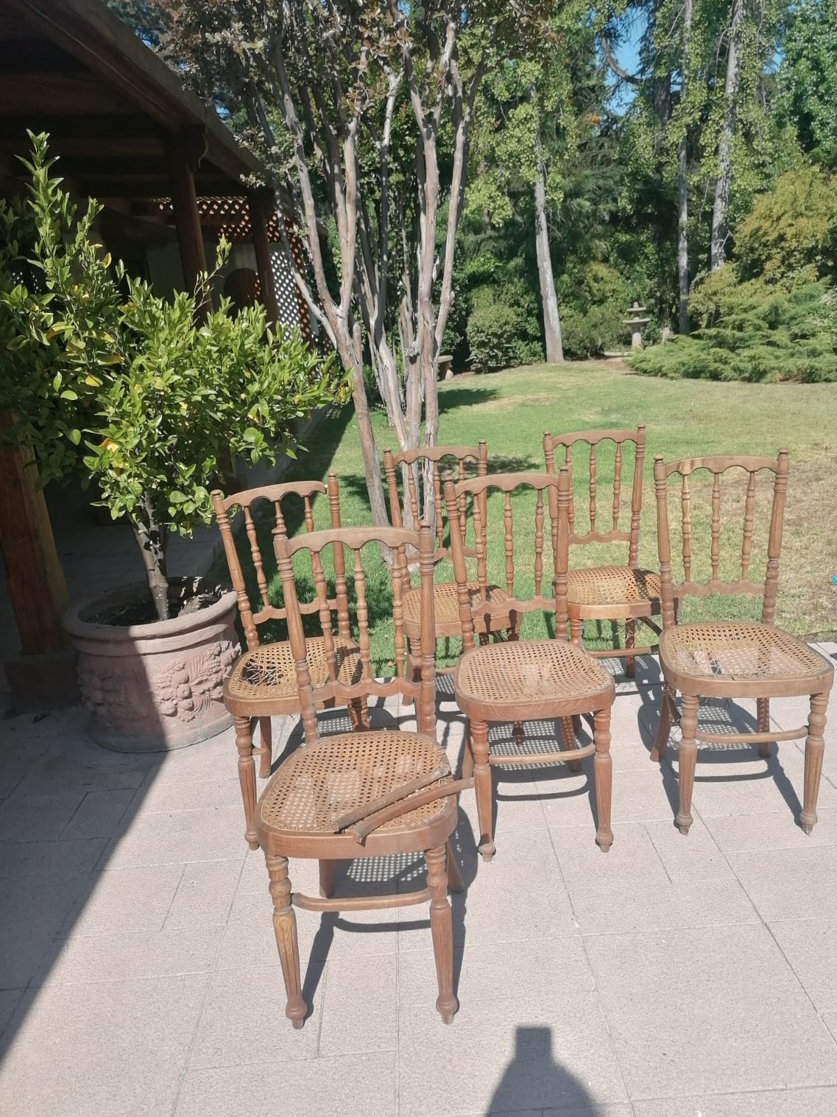 Sillas Viena para restaurar - Imagen 5