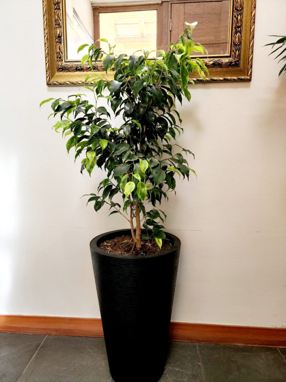Ficus en macetero tubular