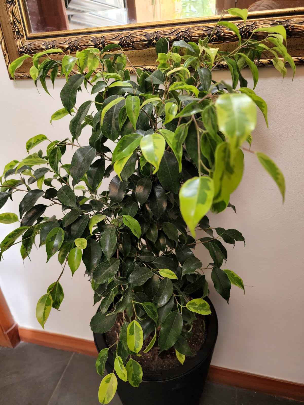 Ficus en macetero tubular - Imagen 2