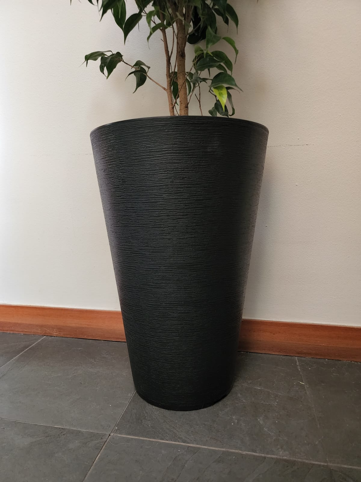 Ficus en macetero tubular - Imagen 3