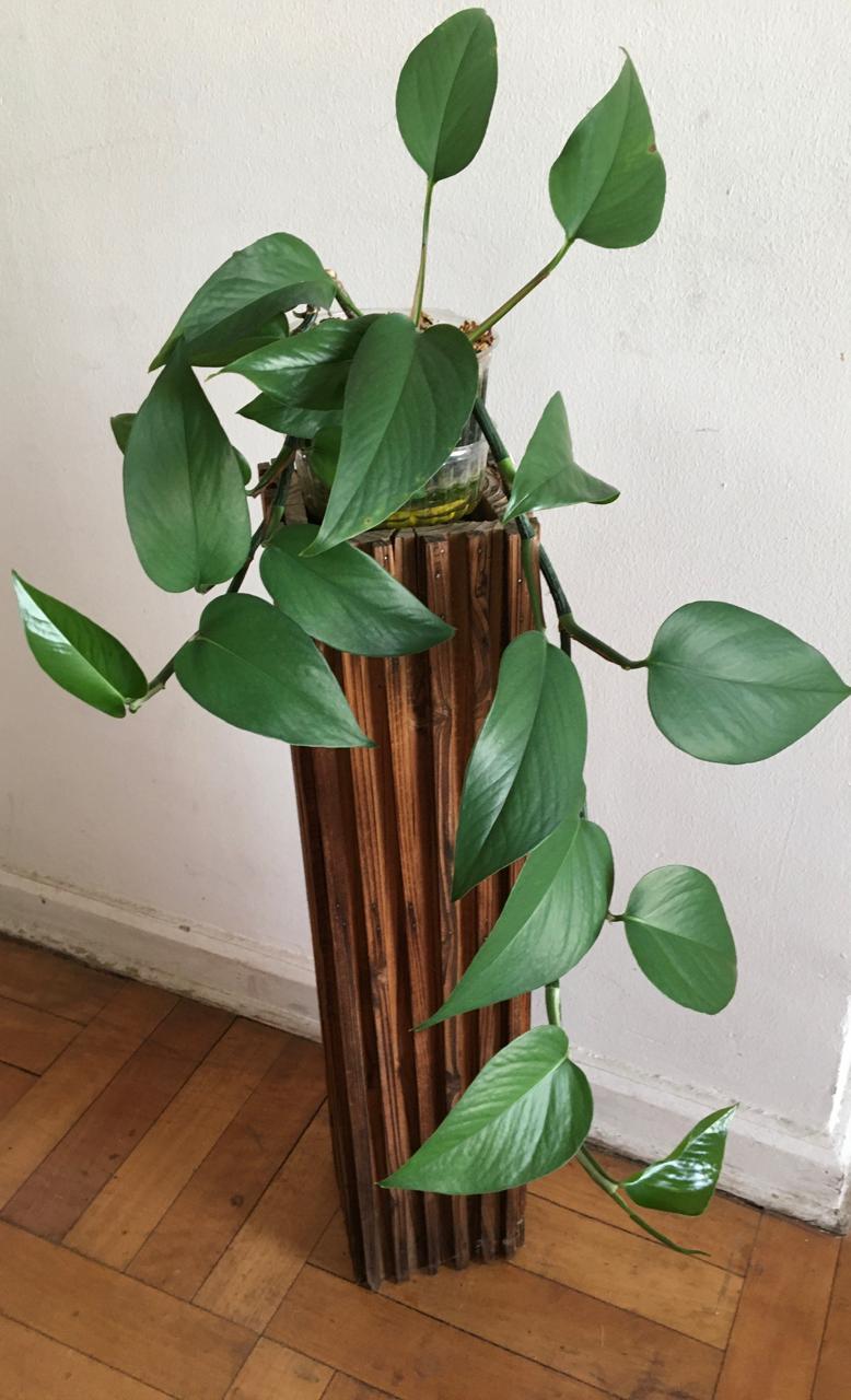 Planta Pothus sobre base de madera