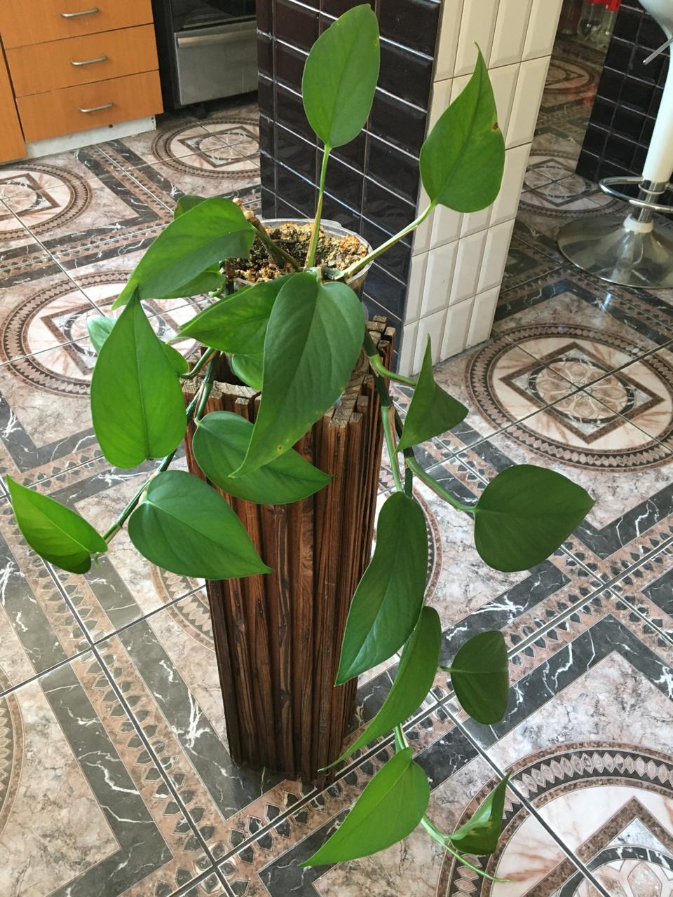 Planta Pothus sobre base de madera - Imagen 2