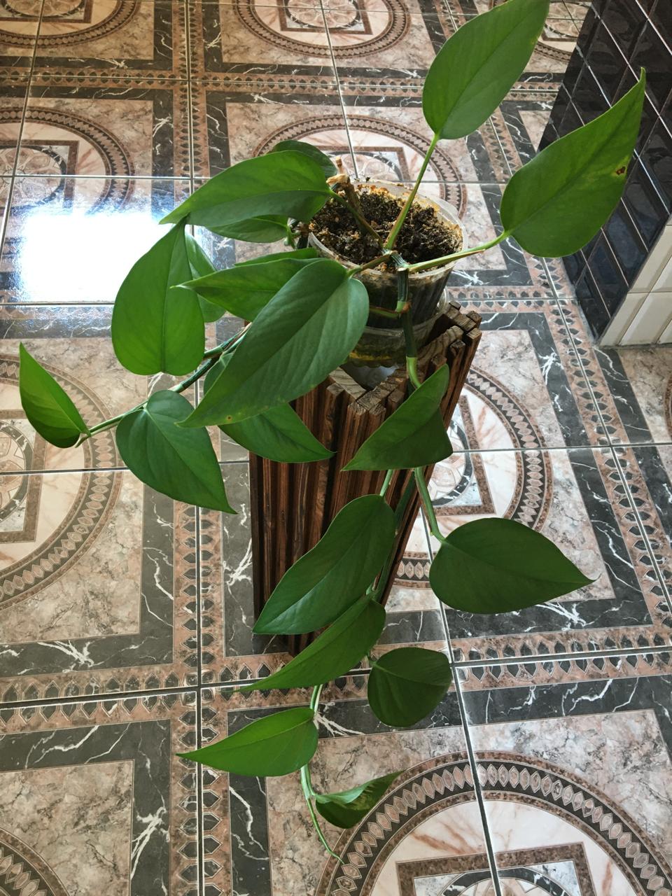 Planta Pothus sobre base de madera - Imagen 4