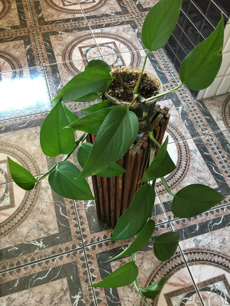 Planta Pothus sobre base de madera - Imagen 5