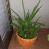 Planta Aloe Vera en macetero