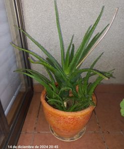 Planta Aloe Vera en macetero