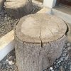 Set de 5 troncos de árbol