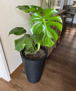 Monstera en macetero doble fondo