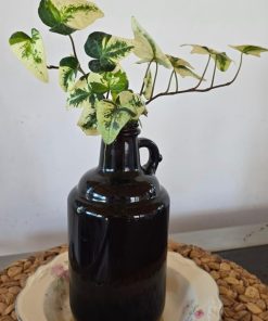 Hiedra Híbrida variegada