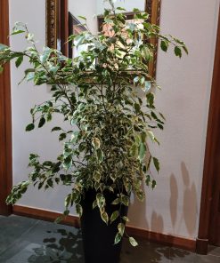 Ficus Hawai en macetero doble fondo