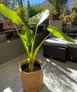 Manto de Eva en macetero