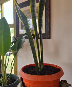 Sansevieria Laurentii en macetero