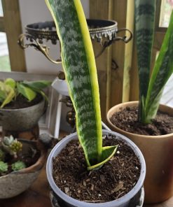 Sansevieria Laurentii en macetero plástico