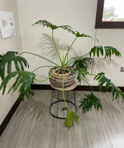 Monstera en macetero fibra