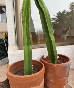 Cactus candelabro en macetero greda